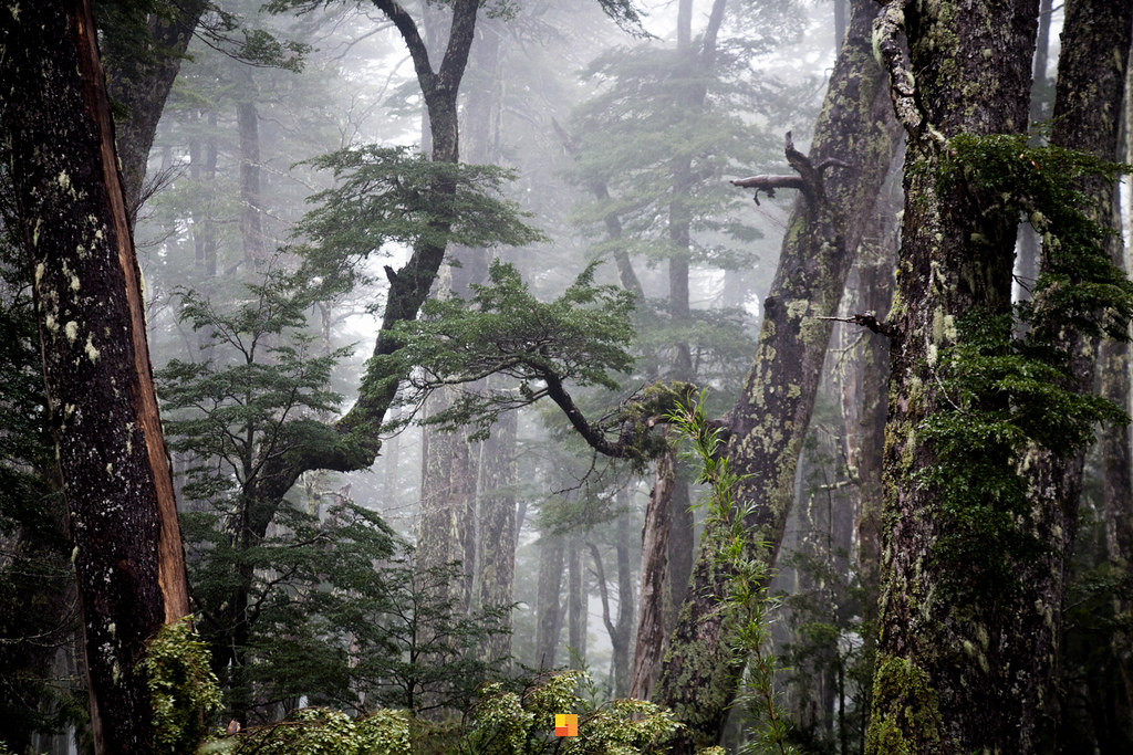 35322359591_1e8a5a9ca9_b Bosque