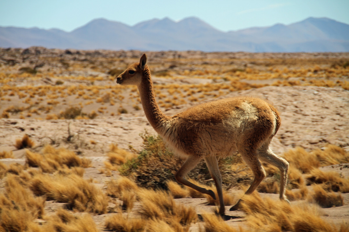 chile_atacama_desert_south_tourism_tourist_outdoors_nature_animal-673643 Atacama