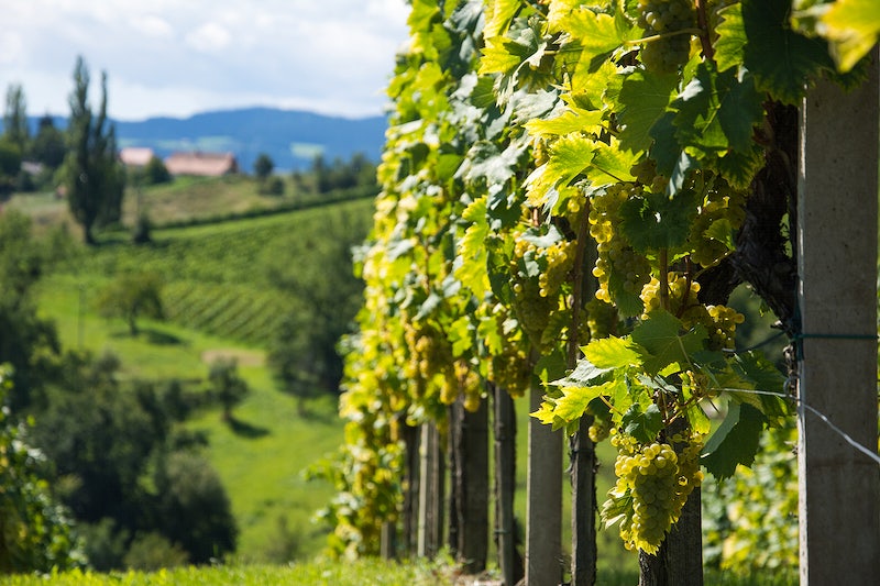 Beautiful winery vineyard closeup. Free public domain CC0 photo. Beautiful winery vineyard closeup. Free public domain CC0 photo.